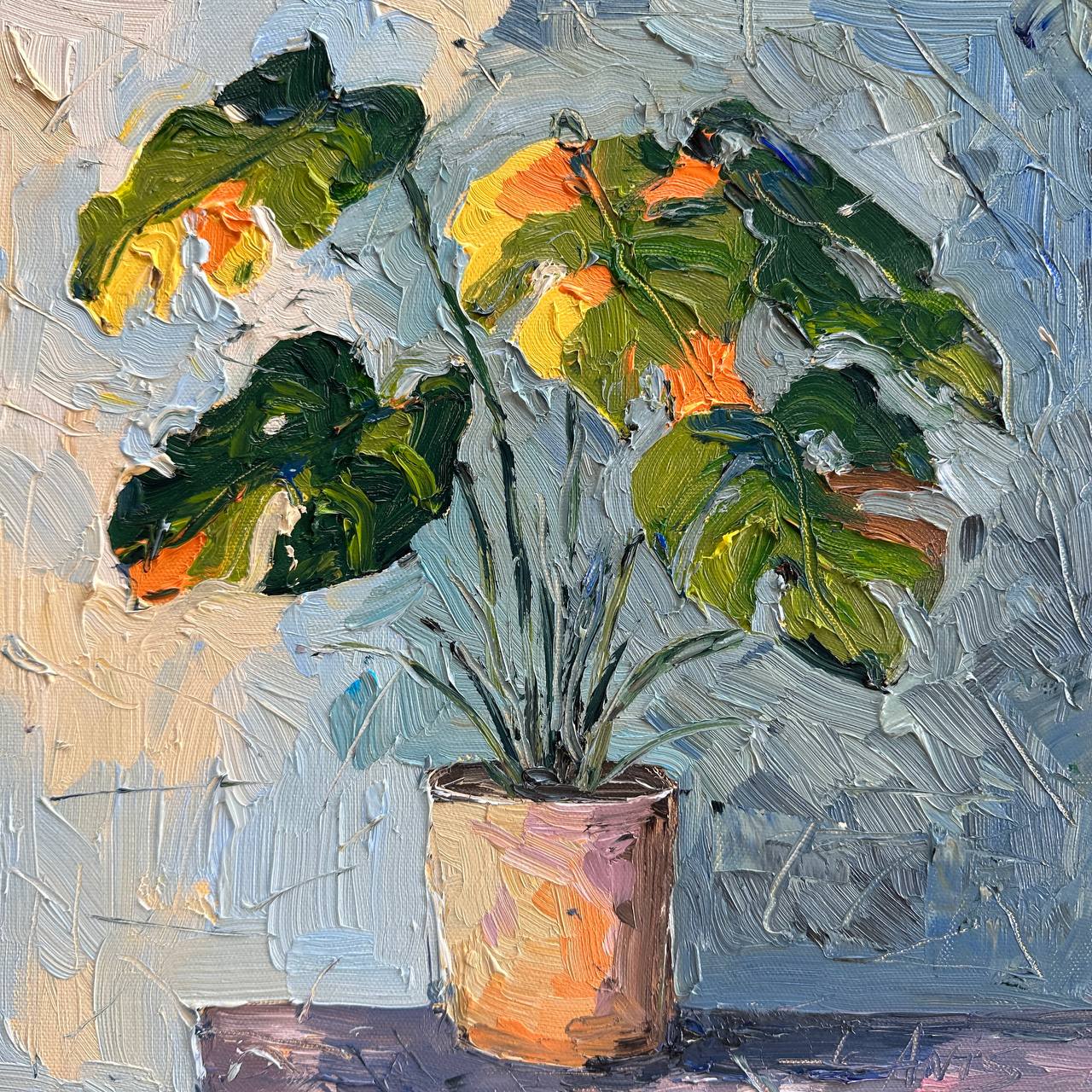 house plant still life Houseplant Monstera Deliciosa