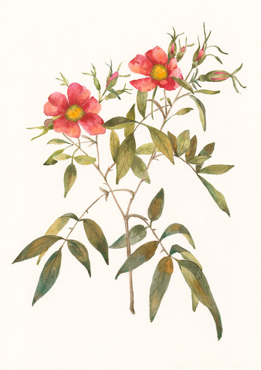 Rosehip Bloom 2