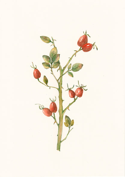 Rosehip Bloom 2. Set of 2