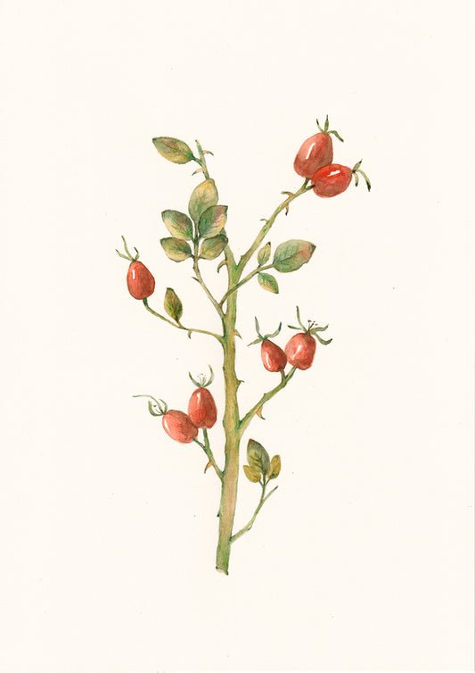 Rosehip Bloom