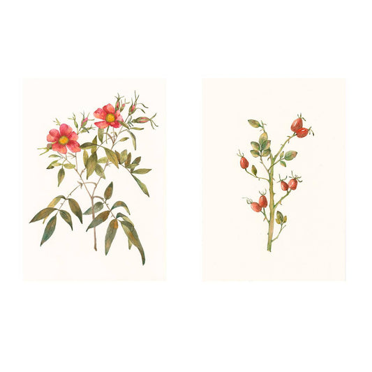 Rosehip Bloom 2. Set of 2