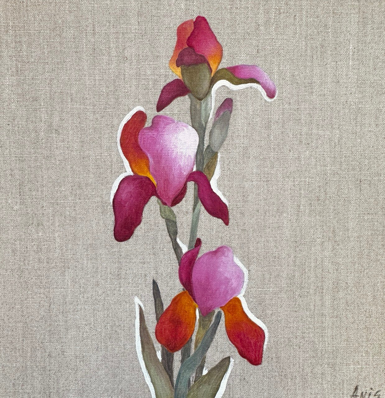 Pink Iris