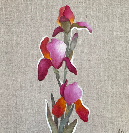 Pink Iris