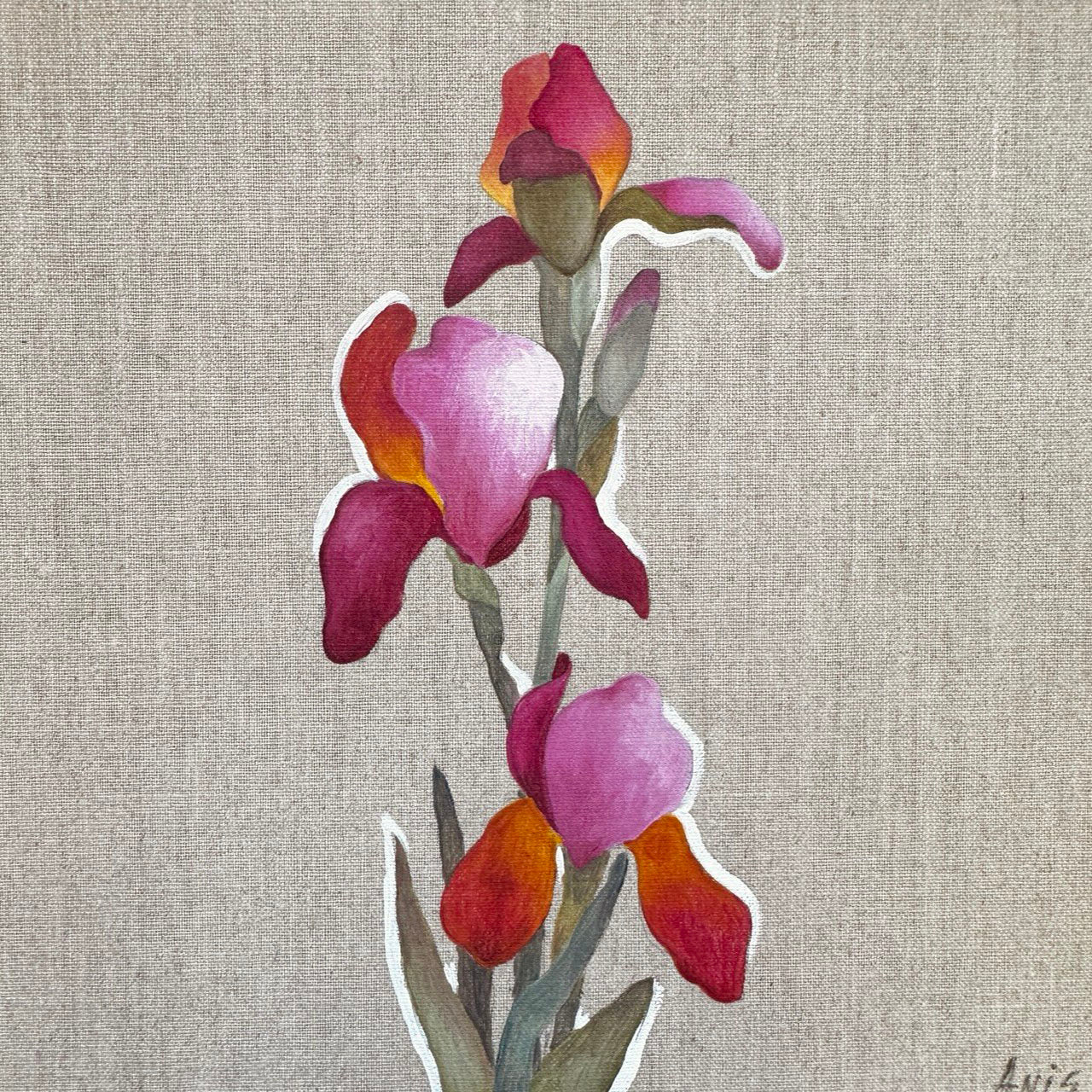 Pink Iris