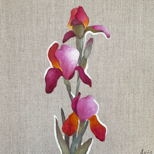 Pink Iris