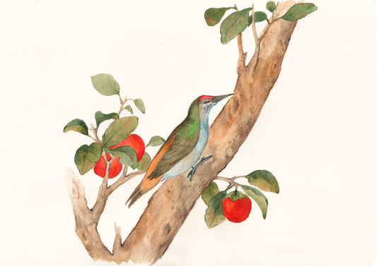 Bird on a Tree Branch