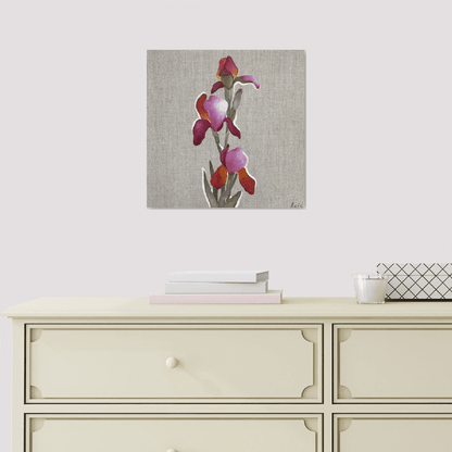 Pink Iris